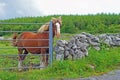 A Horse At The Gate Royalty Free Stock Photo