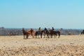 Horse Gathering at Giza Pyramids Royalty Free Stock Photo