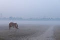 A horse gazing grass in field. Winter morning with fogg and low visibility .