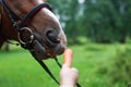 Horse getting carrots from a females hand