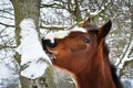 A horse gnaws the bark of a tree on a winter day