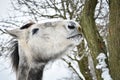 A horse gnaws the bark of a tree on a winter day