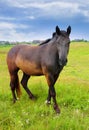 Horse Going Royalty Free Stock Photo