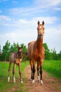 Horse Royalty Free Stock Photo