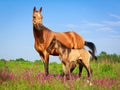 Horse Royalty Free Stock Photo