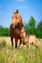 Horse Royalty Free Stock Photo