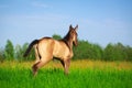 Horse Royalty Free Stock Photo