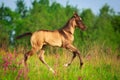 Horse Royalty Free Stock Photo