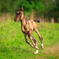 Horse Royalty Free Stock Photo