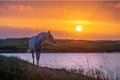 Horse in golden dusk Royalty Free Stock Photo