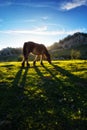 Horse in Gorbea at sunset Royalty Free Stock Photo