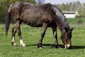 Horse on a grass background in the Ukrainian village