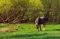 Horse on a grass background in the Ukrainian village