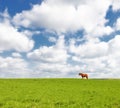 Horse, grass field and countryside land in summer or travel environment fr explore Texas, vacation or agriculture