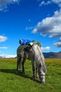 Horse, grass, mountains