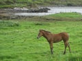 A horse on the grass near the ocean fiord, Ireland