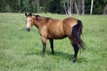 A horse in a grassy meadow