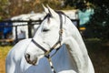 Horse Gray Animal Portrait