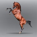 Horse on a gray background Royalty Free Stock Photo