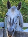 Horse gray Grey face fence country horses fences pet pets