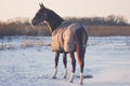 Horse in a gray horse-cloth stand on the snowy field