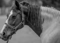 Horse in grayscale