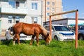 Horse graze against urban environment