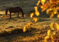 Horse graze in autumn