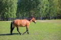 Horse graze on the field Royalty Free Stock Photo