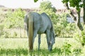 Horse graze on grass which grows on meadow.