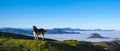 Horse graze on green meadow in the mountains