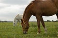 horse graze on green summer grass meadow summer photo