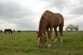 horse graze on green summer grass meadow summer photo