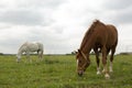 horse graze on green summer grass meadow summer photo