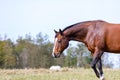 Horse graze in the meadow. Autumn and sunny day Royalty Free Stock Photo