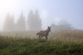 The horse graze on the meadow in the Carpathian Mountains. Misty landscape. Morning fog high in the mountains. Ukraine. Royalty Free Stock Photo