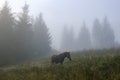 The horse graze on the meadow in the Carpathian Mountains. Misty landscape. Morning fog high in the mountains. Ukraine. Royalty Free Stock Photo