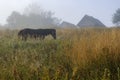 The horse graze on the meadow in the Carpathian Mountains. Misty landscape. Morning fog high in the mountains. Ukraine. Royalty Free Stock Photo