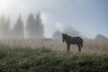 The horse graze on the meadow in the Carpathian Mountains. Misty landscape. Morning fog high in the mountains. Ukraine Royalty Free Stock Photo