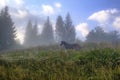 The horse graze on the meadow in the Carpathian Mountains. Misty landscape. Morning fog high in the mountains. Ukraine Royalty Free Stock Photo