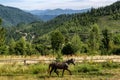 The horse graze on the meadow in the Carpathian Mountains. Misty landscape. Morning fog high in the mountains. Ukraine Royalty Free Stock Photo