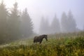 The horse graze on the meadow in the Carpathian Mountains. Misty landscape. Morning fog high in the mountains. Ukraine Royalty Free Stock Photo