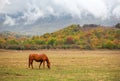 Hores graze in the pasture in the autumn.