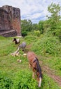 Horse graze near the Raglan Castle, Monmouthshire, South Wales Royalty Free Stock Photo