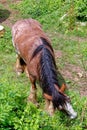 Horse graze near the Raglan Castle, Monmouthshire, South Wales Royalty Free Stock Photo