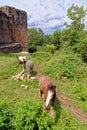 Horse graze near the Raglan Castle, Monmouthshire, South Wales Royalty Free Stock Photo