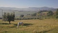 Horse is grazed on a meadow