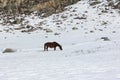 Horse grazed on a snow glade among mountains in the spring