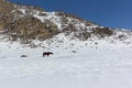 Horse grazed on a snow glade in the spring