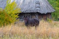 Horse grazes on background of the old house Ukrainian peasant Royalty Free Stock Photo